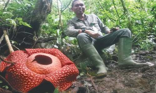 Biggest bloom: &lsquo;world&rsquo;s largest&rsquo; flower spotted in Indonesia