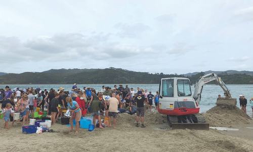 Seven stranded whales refloated in New Zealand