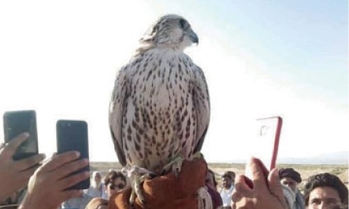 Illegal wildlife trade thrives online despite conservation efforts