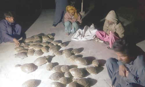 54 freshwater turtles rescued in Larkana