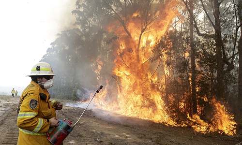 Burned tigers, rescued kangaroos: Australia bushfire disinformation
