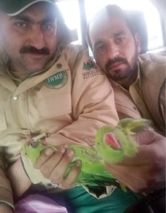 Two rose-ringed parakeets seized from weekly bazaar