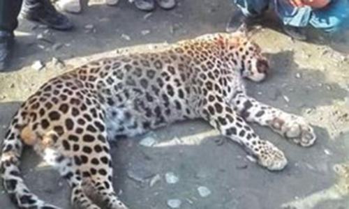 Leopard killed after it attacks villagers in Swat