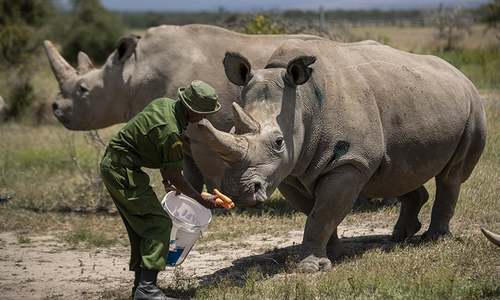 Scientists hope to revive near-extinct northern white rhino in Kenya
