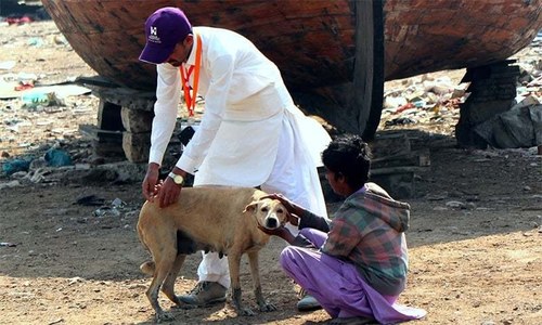 72 dog-bite cases reported in upper Sindh