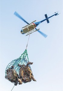 Relative of extinct tortoise located in Galapagos