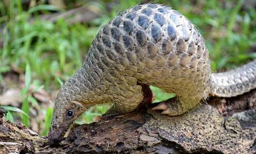 Pangolin identified as potential link for coronavirus spread