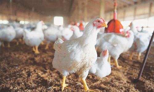 Infectious bronchitis breaks out in chickens given away by govt in KP