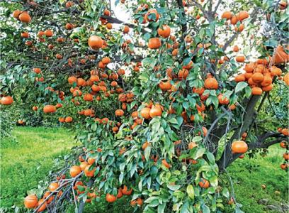 Kinnow traders reap benefit of bumper crop