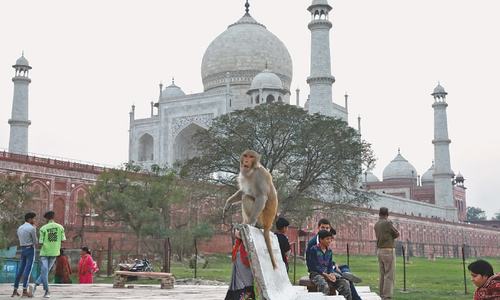 Walls, mud packs and monkey removal for Trump in India