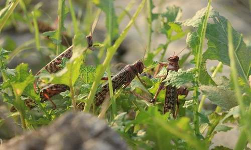 Government seeks FAO help to fight locust threat in Punjab