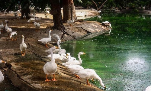 China to send 'duck army' to help Pakistan fight locusts