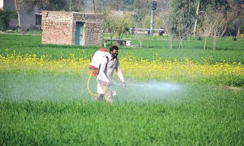 Wheat output expected to stay steady Wheat output expected to stay steady
