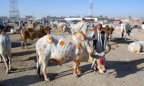 Punjab allows opening of cattle markets