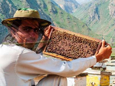 Climate change, deforestation, cripple Pakistan's honey exports
