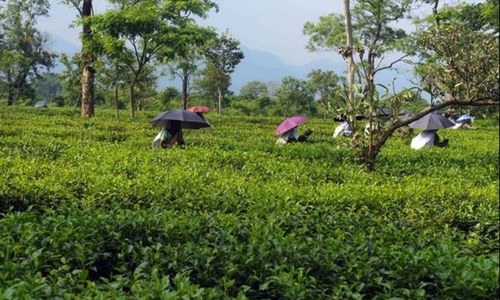 Thousands of daily wagers to be hired for plantation