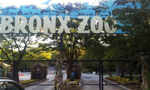 Tiger at NYC's Bronx Zoo tests positive for coronavirus Tiger at NYC's Bronx Zoo tests positive for coronavirus