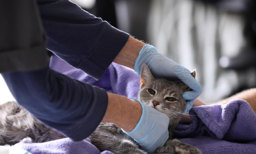 Study finds cats can catch coronavirus, prompting WHO investigation