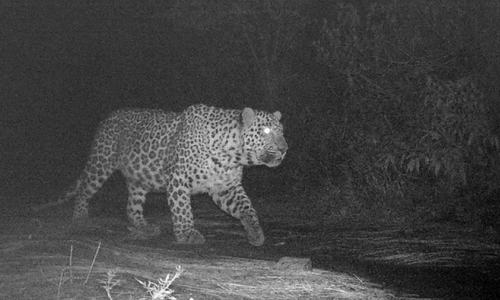 &lsquo;Three families of common leopard live in Margalla Hills&rsquo;