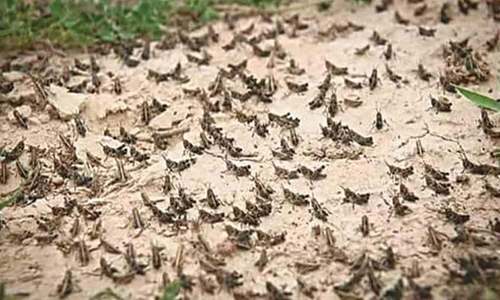 DFID, FAO to provide £1m more to fight locust upsurge DFID, FAO to provide £1m more to fight locust upsurge