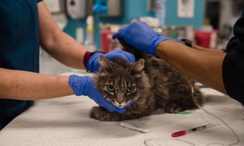 2 New York cats become first US pets to test positive for Covid-19 2 New York cats become first US pets to test positive for Covid-19
