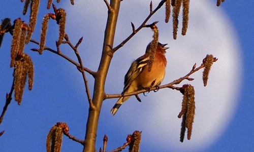 The lockdowns are giving the environment a chance to heal
