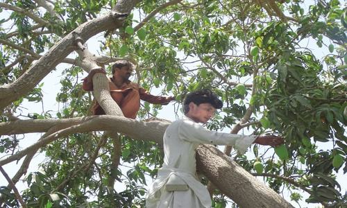 No truckloads of labour from Punjab in sight as mangoes ripen in Sindh