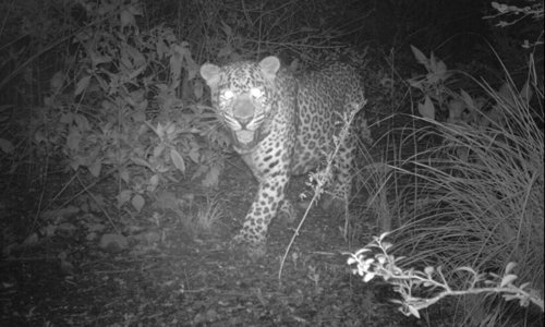 Leopards spotted in Margalla Hills National Park as virus clears way