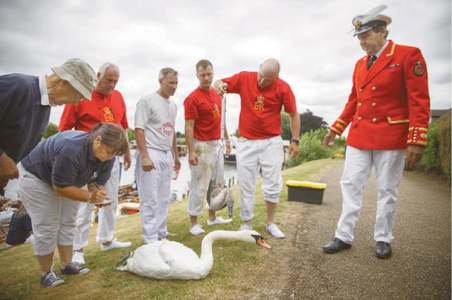 UK royal swan census cancelled due to virus