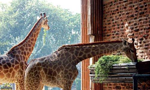 Three-year-old giraffe dies in Peshawar Zoo