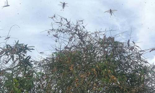 PML-N warns of famine due to locust attack in south Punjab