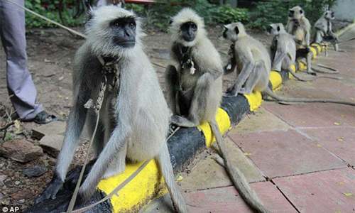 Monkeys develop virus immunity after infection, vaccine: studies