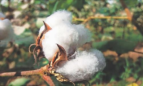 ECC rejects intervention price for cotton procurement