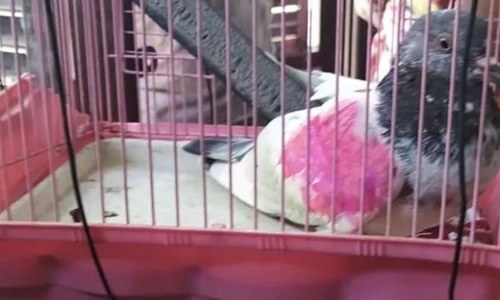 Owner rejects Indian claim of ‘spy’ pigeon’s capture Owner rejects Indian claim of ‘spy’ pigeon’s capture