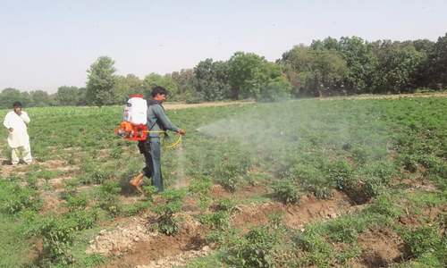 Rains to aggravate locust swarms: Food and Agriculture Organisation