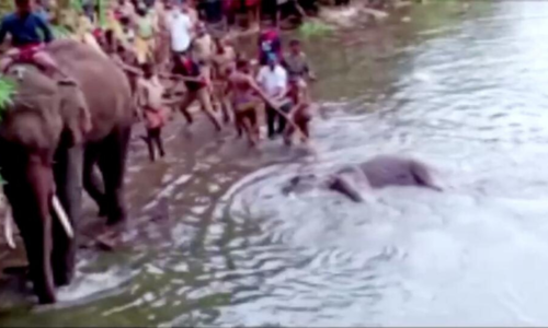 Indian elephant dies after eating fruit packed with firecracker, police investigating