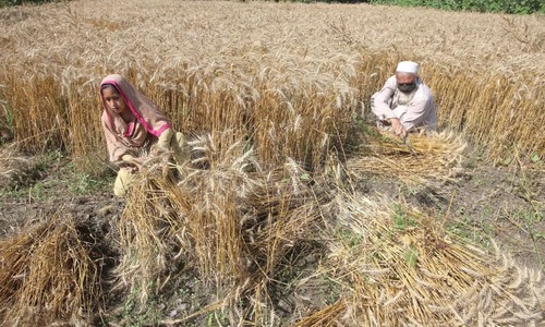 Govt allows limitless wheat import by private sector