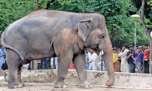 Committee to decide on relocation of Kavaan, other animals from zoo