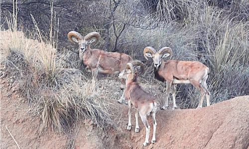 WILDLIFE: CAN THE URIAL BE SAVED?