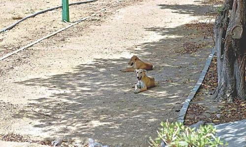 Can parks be open during this pandemic?