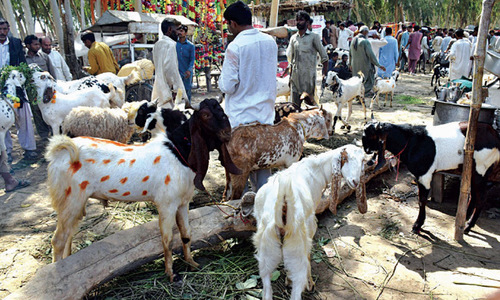 No sacrificial animal market in Lahore