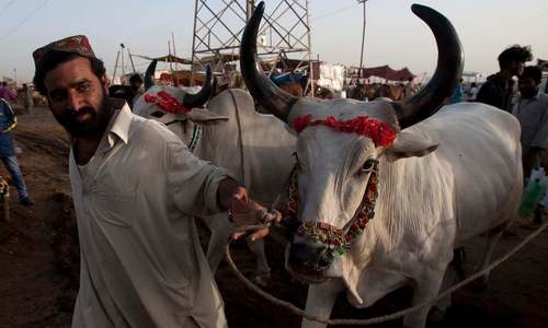 Clerics ask people to opt for collective sacrifice of animals Clerics ask people to opt for collective sacrifice of animals