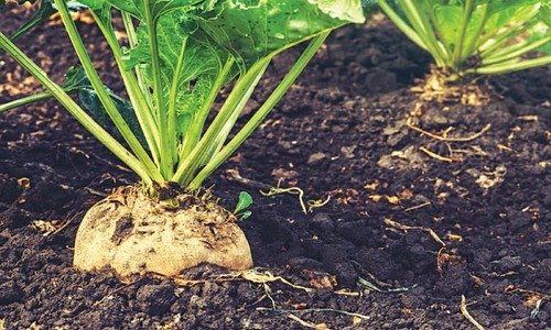 Beet sugar: a win-win strategy