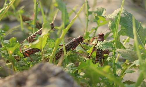 Govt plans to use locusts for developing bio-compost Govt plans to use locusts for developing bio-compost