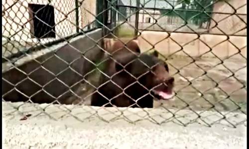 Concerns pour in after private zoo bear’s video in Lahore goes viral Concerns pour in after private zoo bear’s video in Lahore goes viral