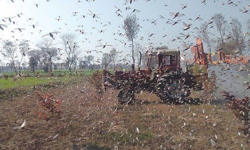 Major locust swarms may reach Pakistan later this month