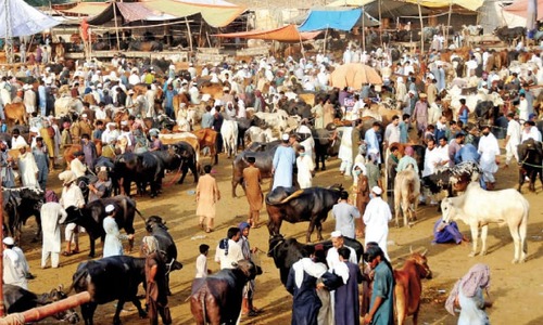 Small cattle markets to be set up outside cities for Eidul Azha