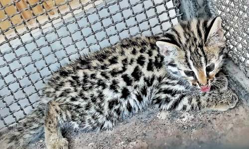 Leopard cubs seized from Orakzai man Leopard cubs seized from Orakzai man