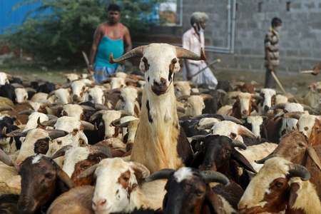 Virus fears force animal sellers online for Eidul Azha