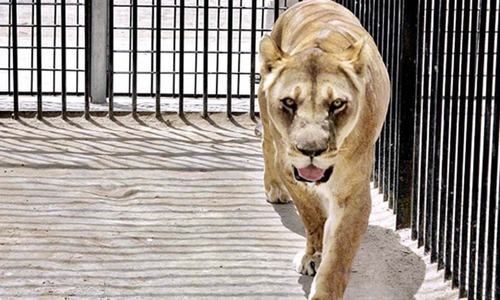 Lioness dies while being moved to Lahore sanctuary